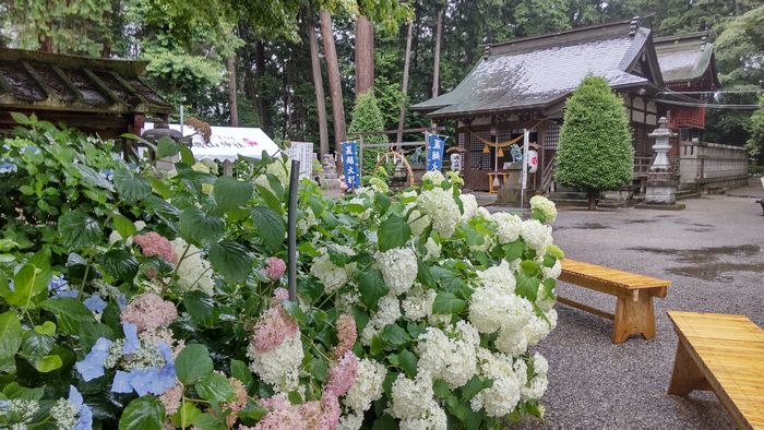 鹿沼市 磯山神社 あじさいが咲き誇る一本道は見ごたえあり 毎日育児奮闘２児のママ